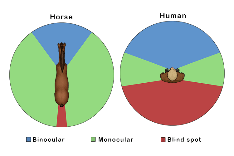  The difference between the primarily binocular vision of a human and the primarily monocular vision of a horse can be seen in the following image